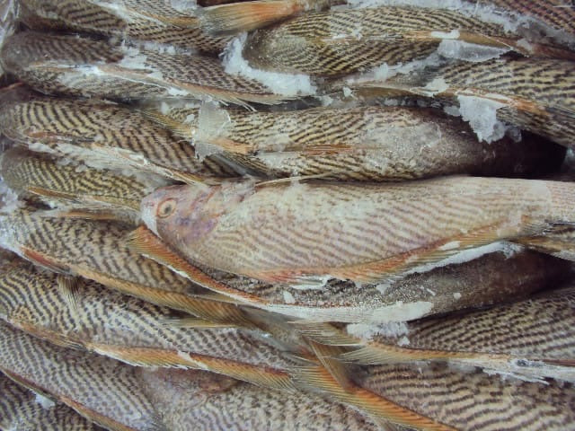 Yellow croaker fish