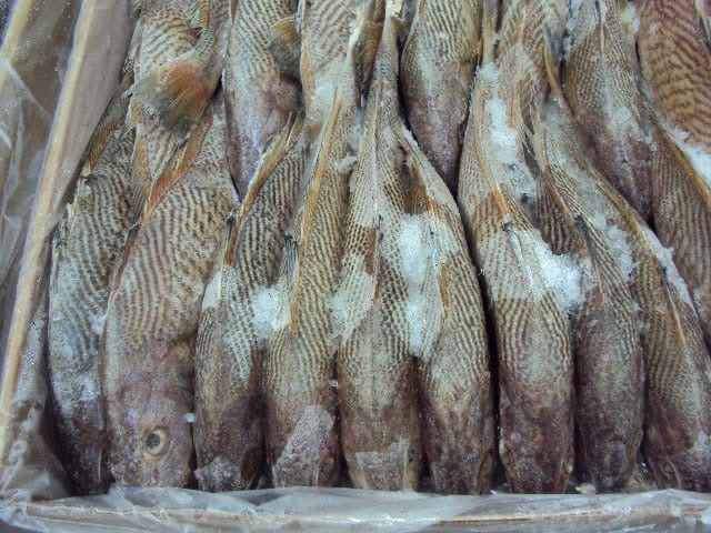 Yellow croaker fish