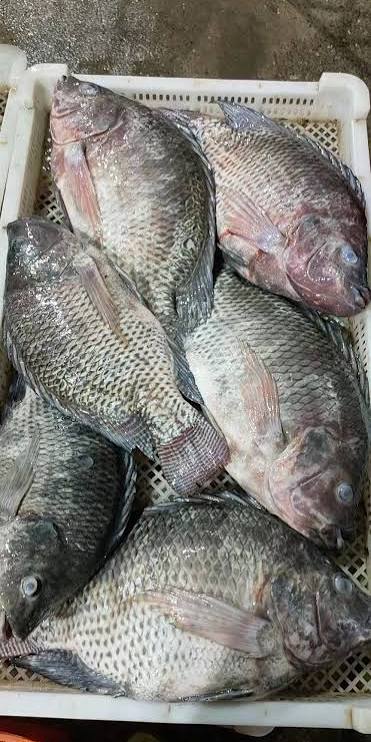 Tilapia whole gutted (300g-500g)