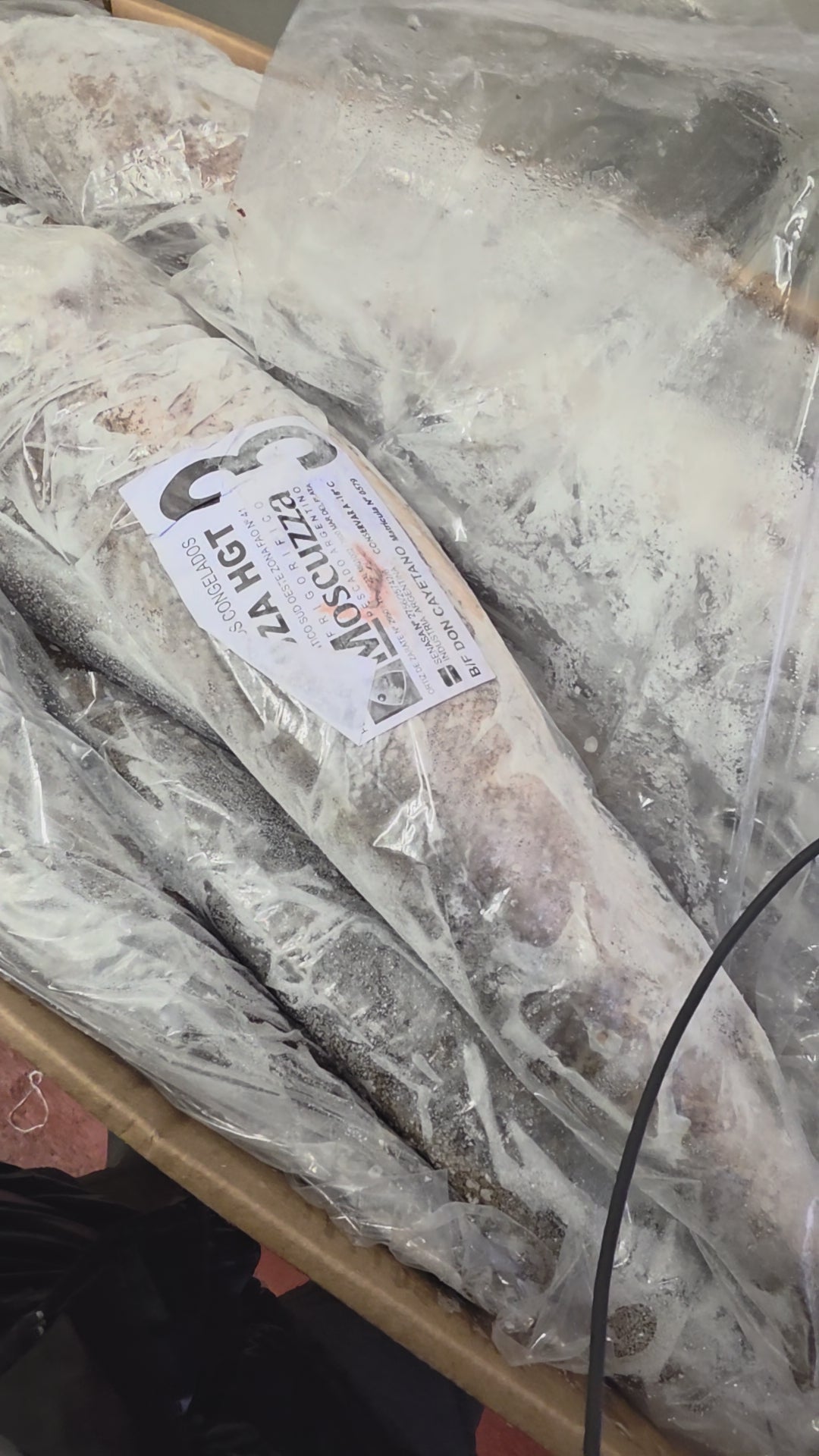 Hake Hubbsi HGT IWP (800-1200g)